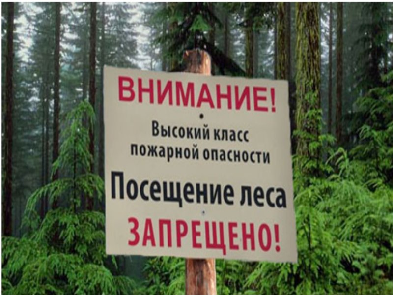 С 26 апреля введен запрет на посещение лесов на территории всей Могилевской области.