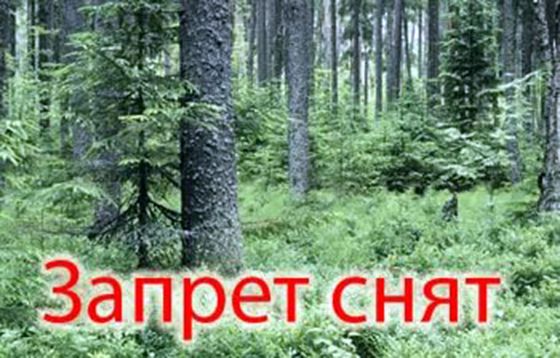 В Могилевской области снят запрет на посещение лесов 