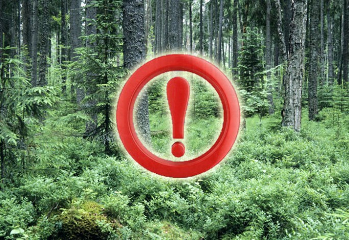 В Могилевской области введен запрет на посещение лесов