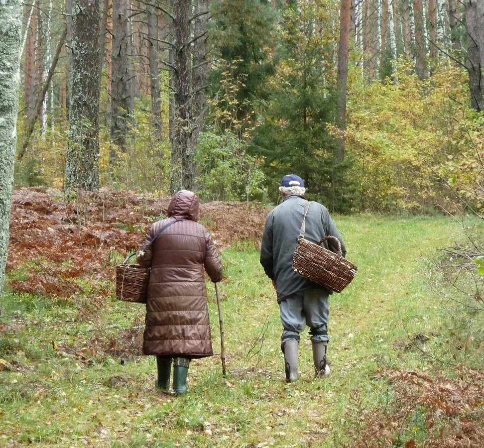 Пенсионеры заблудились в лесу