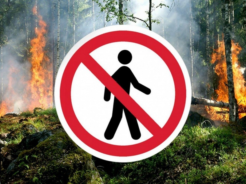 лес запрет 1.jpg