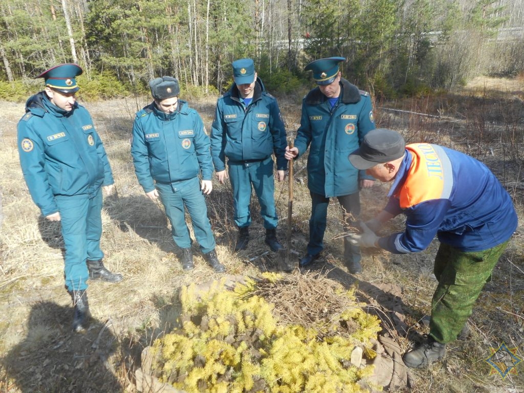 Могилевское лесное